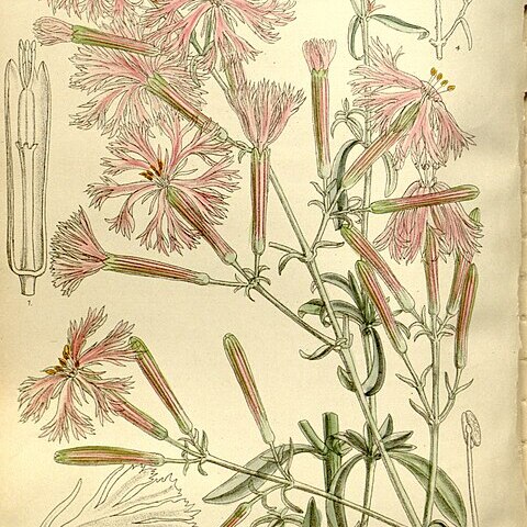 Silene fissipetala unspecified picture