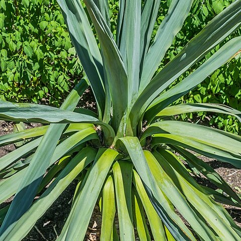 Furcraea parmentieri unspecified picture