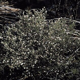 Philotheca tomentella unspecified picture