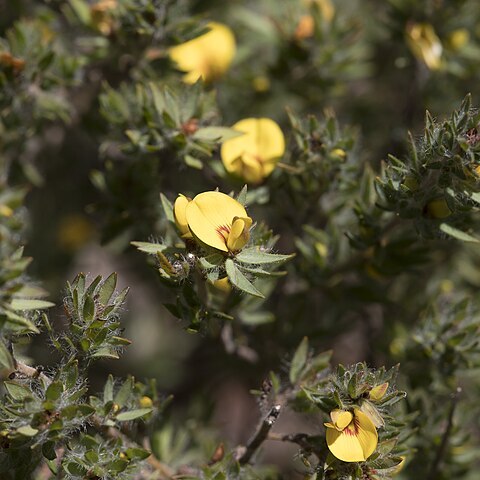 Pultenaea involucrata unspecified picture