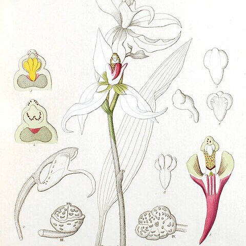 Ancistrochilus thomsonianus unspecified picture