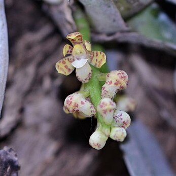 Pomatocalpa macphersonii unspecified picture