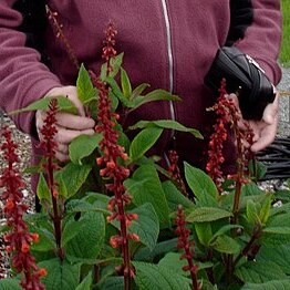 Salvia confertiflora unspecified picture