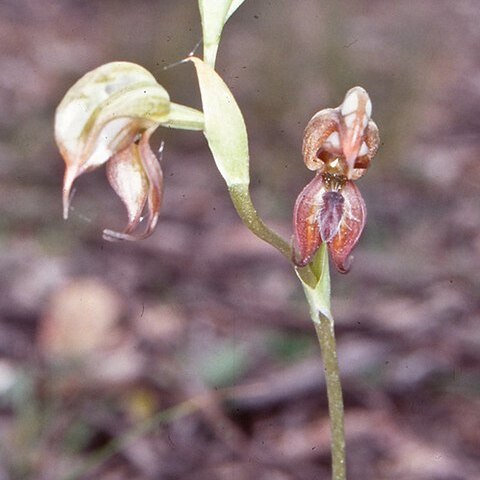 Pterostylis calceolus unspecified picture