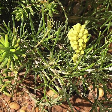 Petrophile conifera unspecified picture