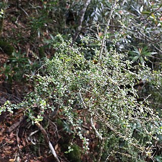 Pittosporum oreillyanum unspecified picture