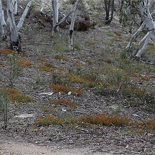 Pultenaea subspicata unspecified picture