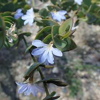 Scaevola brookeana unspecified picture