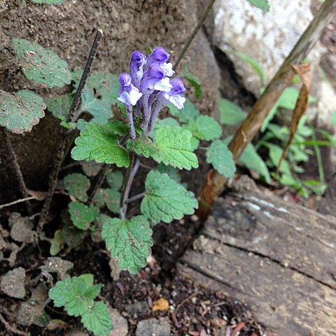 Scutellaria brachyspica unspecified picture