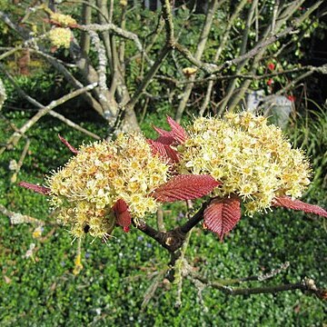 Sorbus megalocarpa unspecified picture