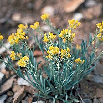 Physaria obcordata unspecified picture