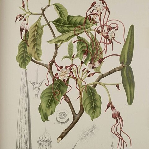 Strophanthus caudatus unspecified picture