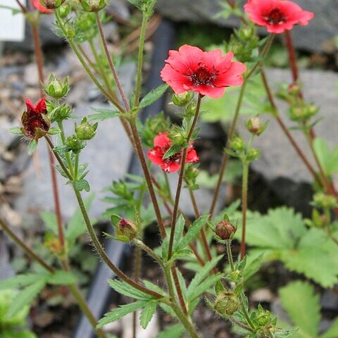 Potentilla nepalensis unspecified picture