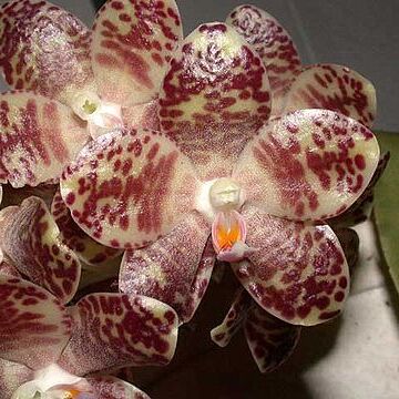 Phalaenopsis gigantea unspecified picture