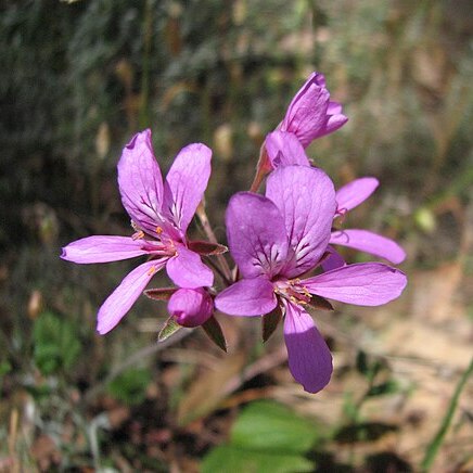 Pelargonium rodneyanum unspecified picture