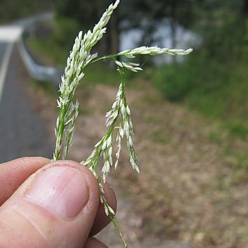 Potamophila parviflora unspecified picture