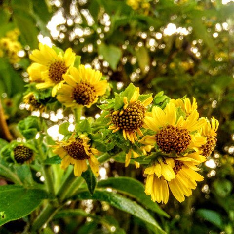 Smallanthus pyramidalis unspecified picture