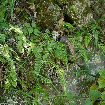 Pteris dispar unspecified picture