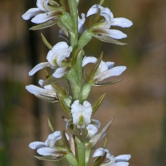 Prasophyllum odoratum unspecified picture