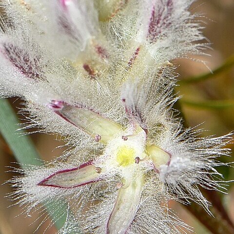 Ptilotus pyramidatus unspecified picture