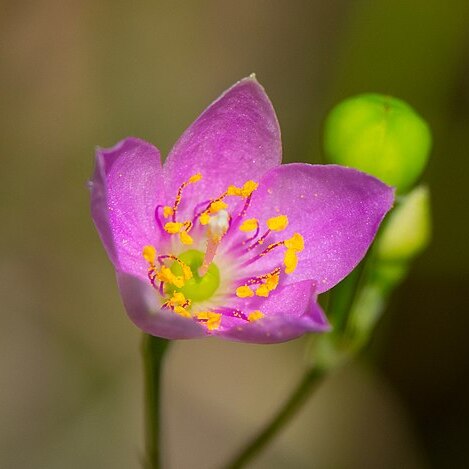 Phemeranthus rugospermus unspecified picture