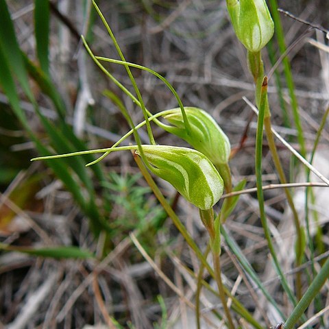 Pterostylis pedoglossa unspecified picture