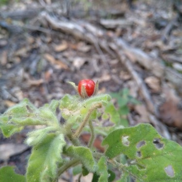 Solanum gympiense unspecified picture