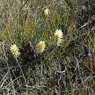 Petrophile shirleyae unspecified picture