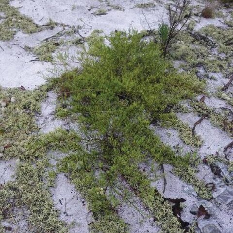 Polygonella myriophylla unspecified picture