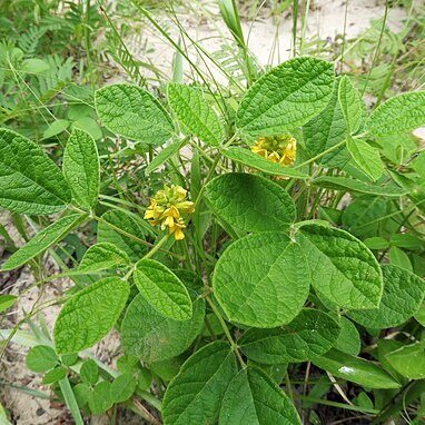 Rhynchosia tomentosa unspecified picture