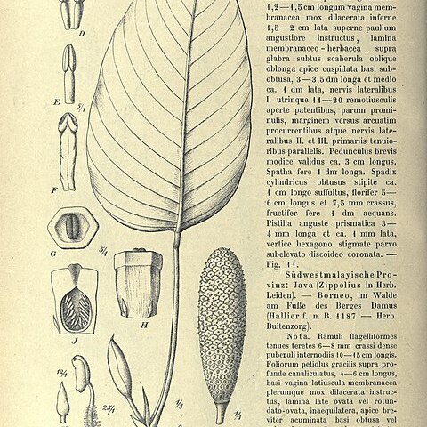 Rhaphidophora hookeri unspecified picture