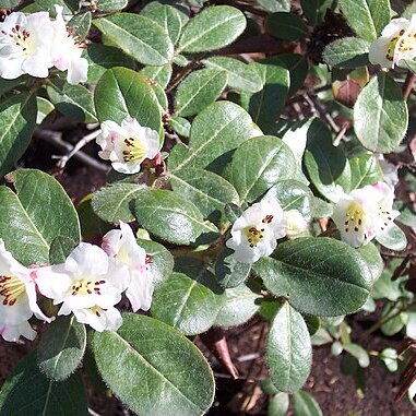 Rhododendron leucaspis unspecified picture