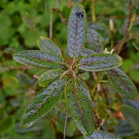 Rhododendron piercei unspecified picture