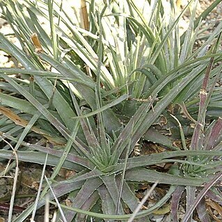 Hechtia glomerata unspecified picture