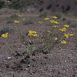 Haplophyllum armenum unspecified picture