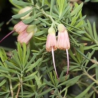 Homoranthus porteri unspecified picture