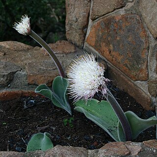 Haemanthus humilis unspecified picture