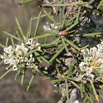 Hakea psilorrhyncha unspecified picture