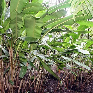 Heliconia colgantea unspecified picture