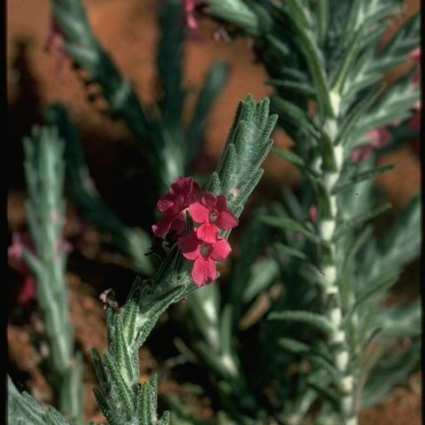 Hemiphora uncinata unspecified picture