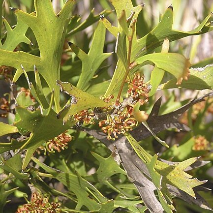 Hakea ceratophylla unspecified picture