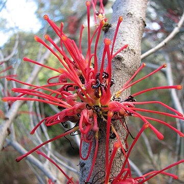 Hakea orthorrhyncha unspecified picture