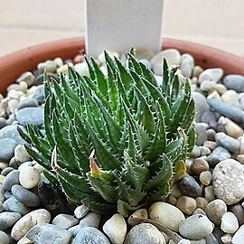 Haworthia pulchella unspecified picture