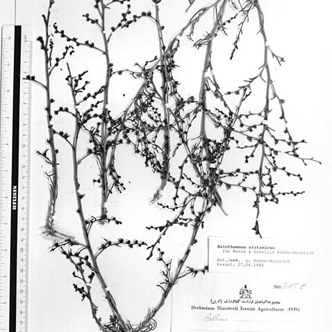 Halothamnus sistanicus unspecified picture