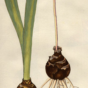 Haemanthus amarylloides unspecified picture