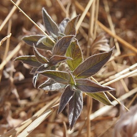 Ipomoea polymorpha unspecified picture