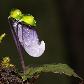 Impatiens violacea unspecified picture