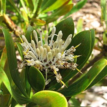 Isopogon fletcheri unspecified picture