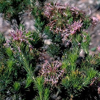 Isopogon adenanthoides unspecified picture