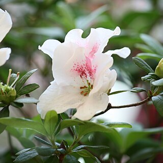 Rhododendron hongkongense unspecified picture